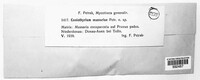 Image of Coniothyrium massariae